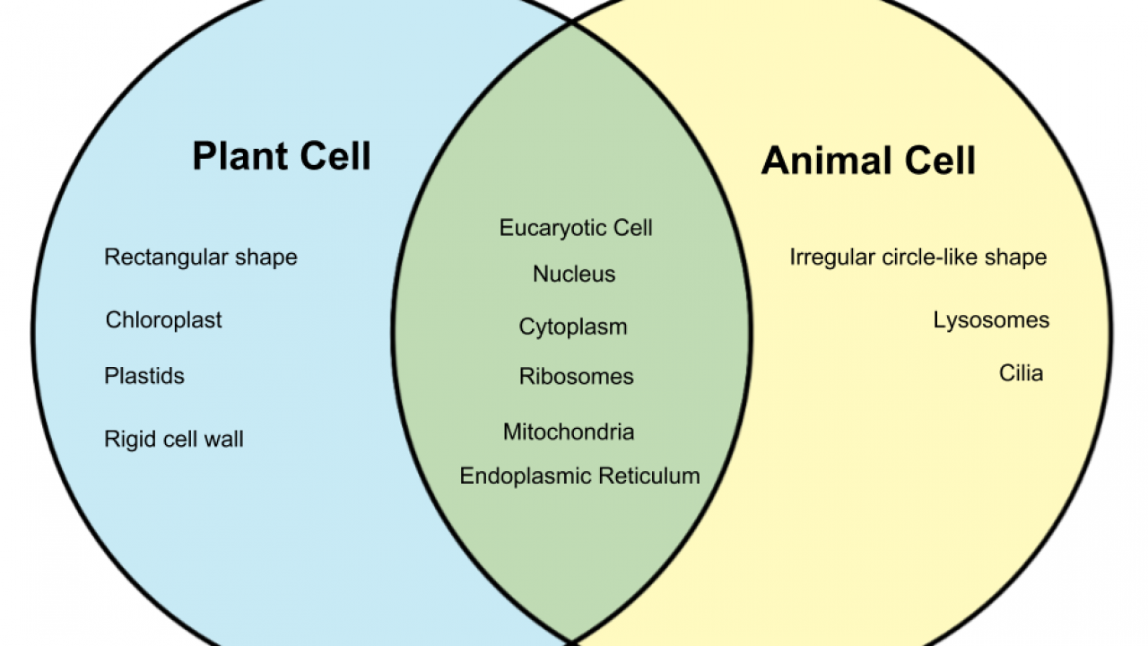 Plant Animal Cell Venn Diagram Worksheet Plant Vs Ani - vrogue.co