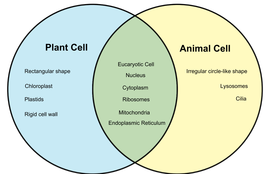 DIAGRAM A Venn Diagram On Plant And Animal Cell Science The Wiring Diagram FULL Version HD Quality