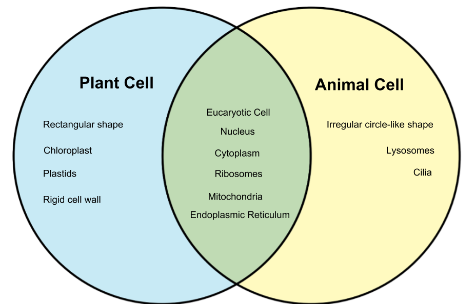 [DIAGRAM] Venn Diagram Plant Vs Animal Cells - MYDIAGRAM.ONLINE