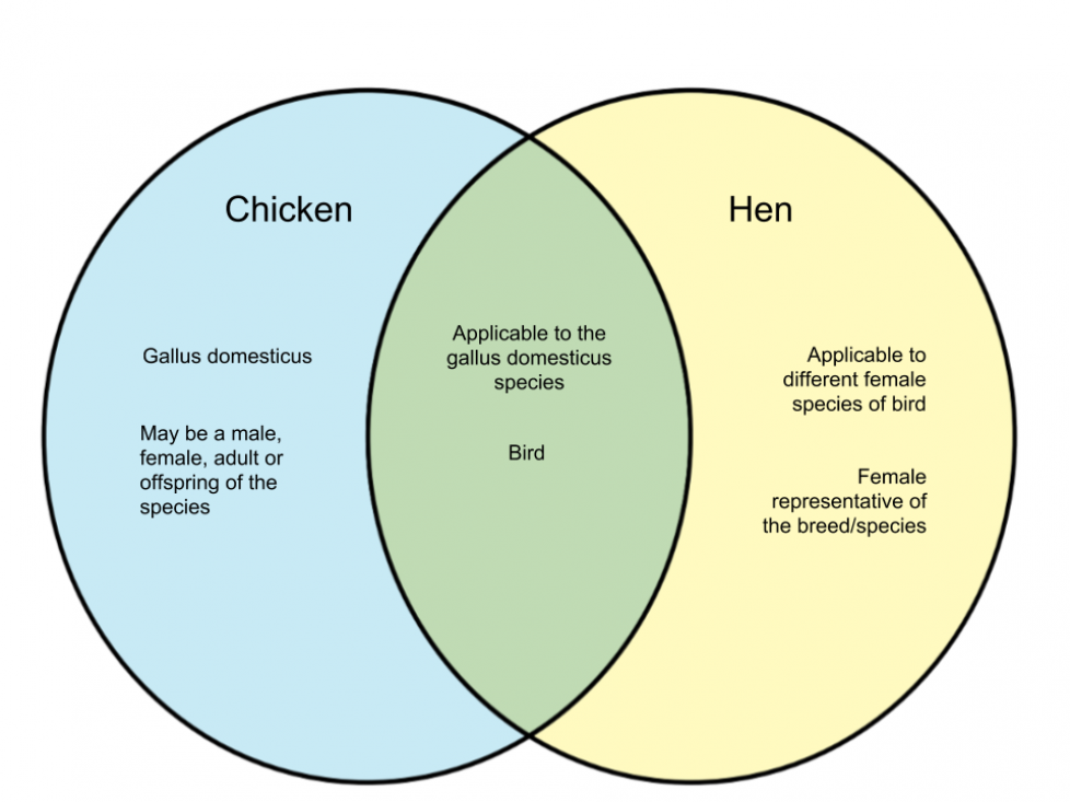 what%ca%bcs the difference between a hen and a chicken