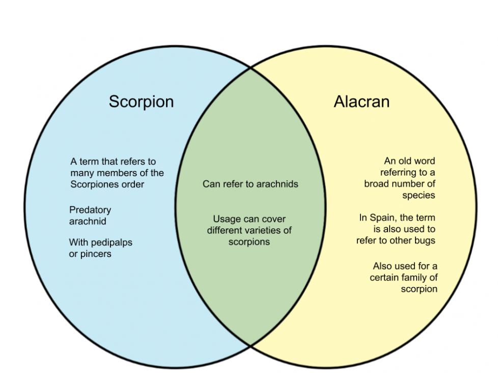 Escorpión o Alacrán Características, alimentación, hábitat y más