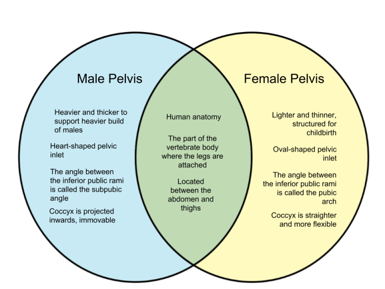 Difference Between Male and Female Pelvis - WHYUNLIKE.COM