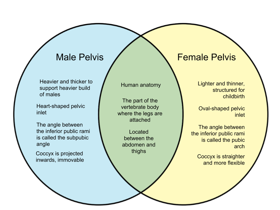 Differences Between Male And Female Reproductive System