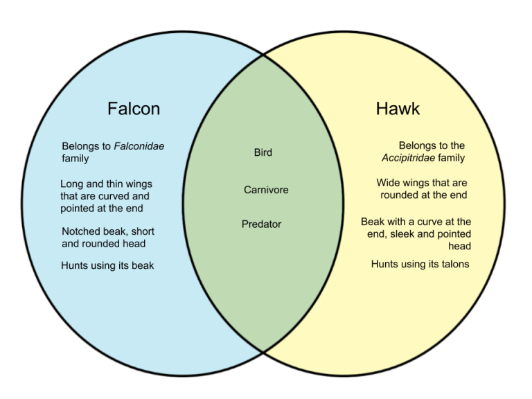 Difference Between Falcon and Hawk – WHYUNLIKE.COM