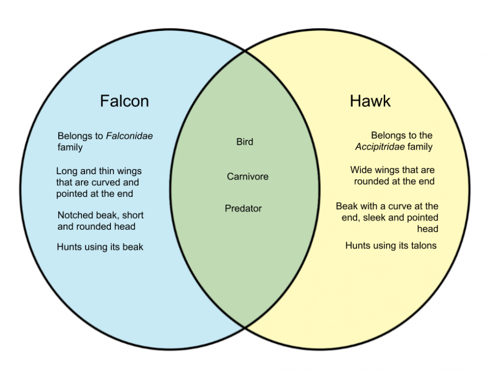 hawk vs eagle vs falcon