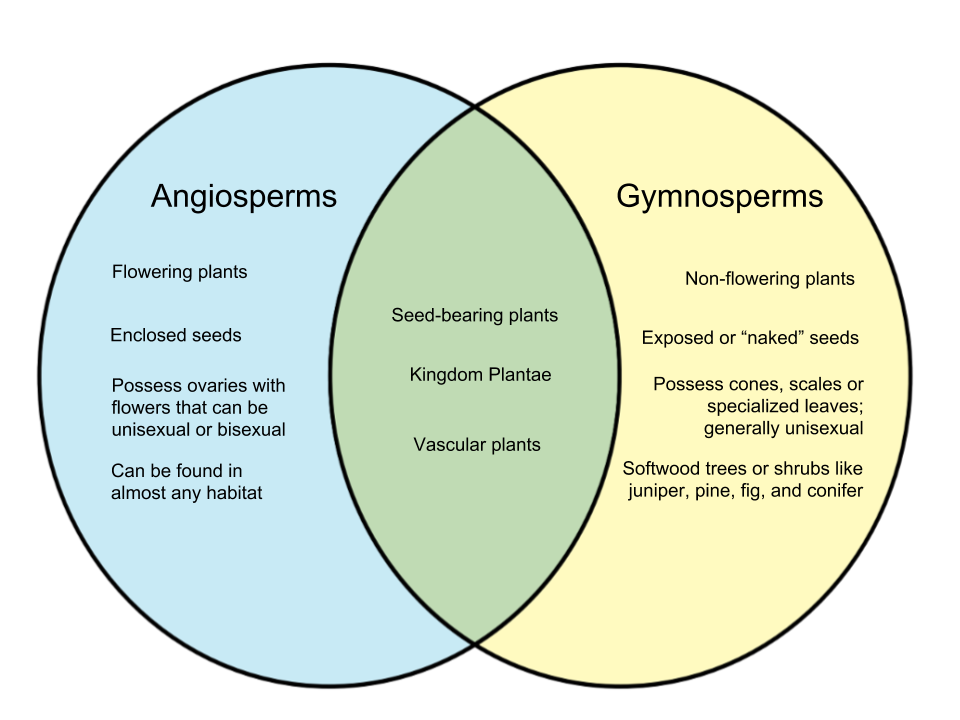 Difference Between Angiosperms And Gymnosperms 