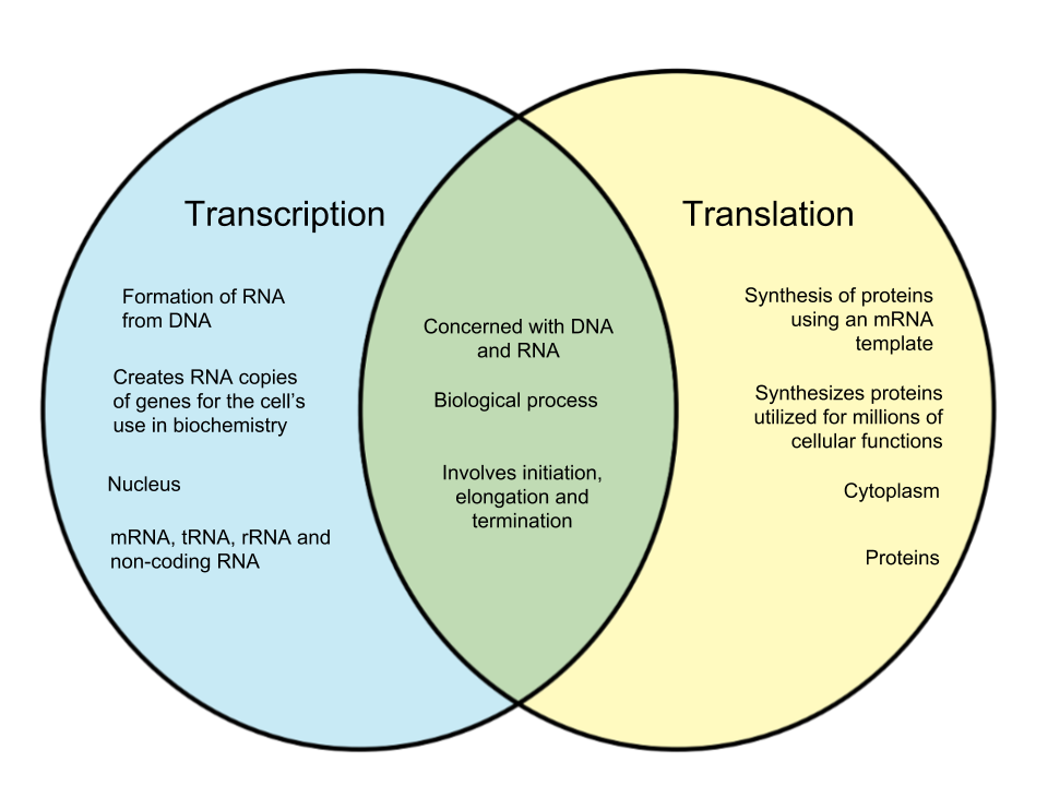 translation vs transliteration