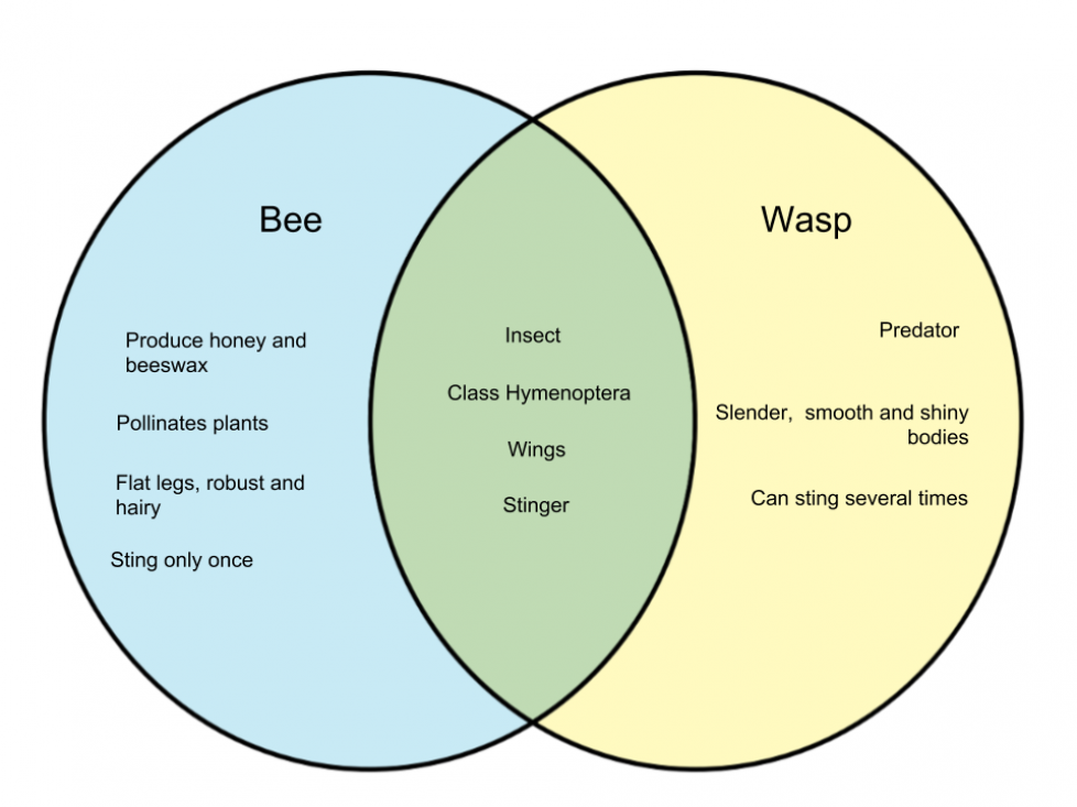 Difference Between Bee And Wasp Whyunlike Com Difference Between Bee And Wasp Whyunlike Com